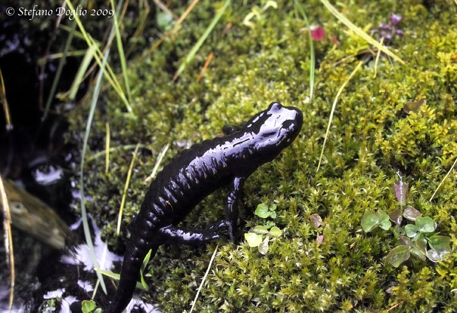 Salamandra lanzai